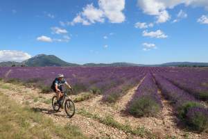 Mountainbikerin fährt in der Provence am Lavendelfeld entlang